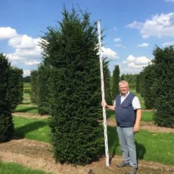 Grote Venijnboom (Taxus Baccata) -Aanbiedingen Tuin Verrassing Winkel 300350 x 100 125 br 1