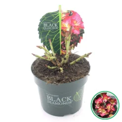 Hortensia (Hydrangea Black Diamonds Dark Angel) -Aanbiedingen Tuin Verrassing Winkel 3 4