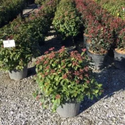 Sneeuwbal Als Bolvorm (Viburnum Tinus 'Eve Price') -Aanbiedingen Tuin Verrassing Winkel 4050