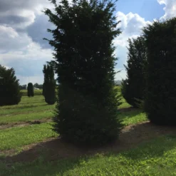 Grote Venijnboom (Taxus Baccata) -Aanbiedingen Tuin Verrassing Winkel 450500 x 150 200 1