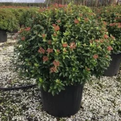 Sneeuwbal Als Bolvorm (Viburnum Tinus 'Eve Price') -Aanbiedingen Tuin Verrassing Winkel 6070