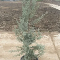 Cipres (Cupressus Arizonica 'Glauca') -Aanbiedingen Tuin Verrassing Winkel 7888f186 82df 40f0 a6e3 5c48ccda9904 1