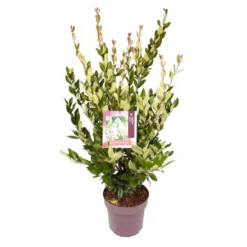 Liguster (Ligustrum Japonicum 'Texanum') -Aanbiedingen Tuin Verrassing Winkel 8863908295aea1fafcc3b9c48b0993c1