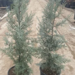 Cipres (Cupressus Arizonica 'Glauca') -Aanbiedingen Tuin Verrassing Winkel 94d98ecf eeaf 4488 bd36 6b6bea13f39a