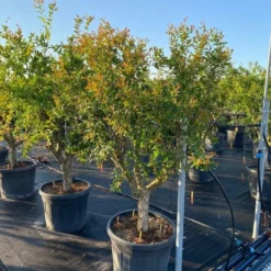 Granaatappel Als Solitair (Punica Granatum) -Aanbiedingen Tuin Verrassing Winkel 9f2e2d79 4476 41bd a214 0070b1656e3a