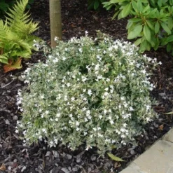 Abelia (Abelia Grandiflora 'Confetti') -Aanbiedingen Tuin Verrassing Winkel abelia confetti 2