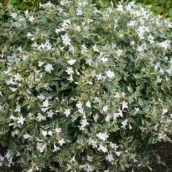 Abelia (Abelia Grandiflora 'Confetti') -Aanbiedingen Tuin Verrassing Winkel abelia confetti 3