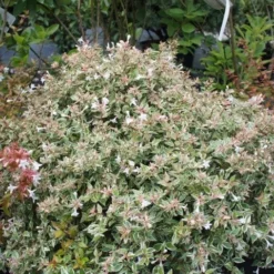Abelia (Abelia Grandiflora 'Confetti') -Aanbiedingen Tuin Verrassing Winkel abelia confetti 4