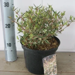 Abelia (Abelia Grandiflora 'Confetti') -Aanbiedingen Tuin Verrassing Winkel abelia confetti c3 18 7 2019