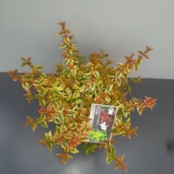 Abelia (Abelia Grandiflora 'Kaleidoscope') -Aanbiedingen Tuin Verrassing Winkel abelia gr. kaleidoscope