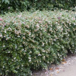 Abelia (Abelia Grandiflora)