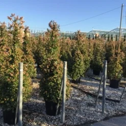 Abelia Als Piramide (Abelia Grandiflora)