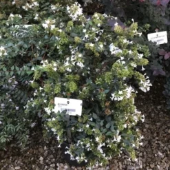 Abelia (Abelia Grandiflora) 14 Abelia (Abelia Grandiflora) -Aanbiedingen Tuin Verrassing Winkel abelia grandiflora c10