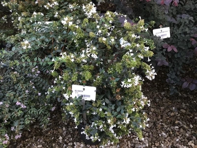 Abelia (Abelia Grandiflora) 7 Abelia (Abelia Grandiflora) - Afbeelding 7