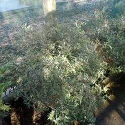 Abelia (Abelia Grandiflora 'Confetti') -Aanbiedingen Tuin Verrassing Winkel abelia grandiflora confetti c10