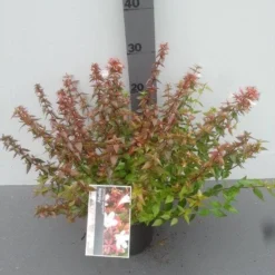 Abelia (Abelia Grandiflora 'Sherwood') -Aanbiedingen Tuin Verrassing Winkel abelia grandiflora sherwood