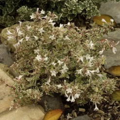 Abelia (Abelia Grandiflora 'Confetti') -Aanbiedingen Tuin Verrassing Winkel abelia x grandiflora confetti