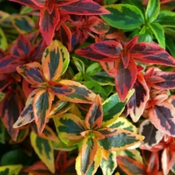 Abelia (Abelia Grandiflora 'Kaleidoscope') -Aanbiedingen Tuin Verrassing Winkel abgkale abelia kaleidoscope close up foliage