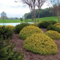 Abelia (Abelia Grandiflora 'Kaleidoscope') -Aanbiedingen Tuin Verrassing Winkel abgkale abelia kaleidoscope garden 2