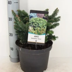 Dwerg Balsemden (Abies Balsamea 'Nana') -Aanbiedingen Tuin Verrassing Winkel abies balsemea nana c5 m 1