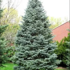 Colorado Zilverspar (Abies Concolor) -Aanbiedingen Tuin Verrassing Winkel abies concolor 1