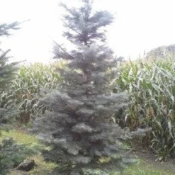 Colorado Zilverspar (Abies Concolor) -Aanbiedingen Tuin Verrassing Winkel abies concolor 300 350