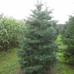 Colorado Zilverspar (Abies Concolor) -Aanbiedingen Tuin Verrassing Winkel abies concolor 300 350 1