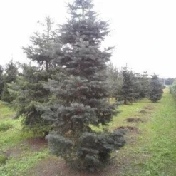 Colorado Zilverspar (Abies Concolor) -Aanbiedingen Tuin Verrassing Winkel abies concolor 300 350 2