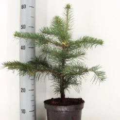 Colorado Zilverspar (Abies Concolor) -Aanbiedingen Tuin Verrassing Winkel abies concolor c3 m