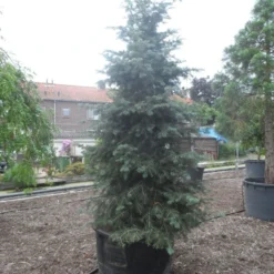 Colorado Zilverspar (Abies Concolor) -Aanbiedingen Tuin Verrassing Winkel abies concolor glauca 350 400 c600 1