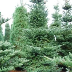 Koreaanse Zilverspar (Abies Koreana) 24 Koreaanse Zilverspar (Abies Koreana) -Aanbiedingen Tuin Verrassing Winkel abies koreana 1