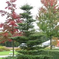 Koreaanse Zilverspar (Abies Koreana) -Aanbiedingen Tuin Verrassing Winkel abies koreana 1