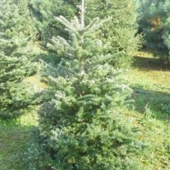 Koreaanse Zilverspar (Abies Koreana) -Aanbiedingen Tuin Verrassing Winkel abies koreana 125 150 1