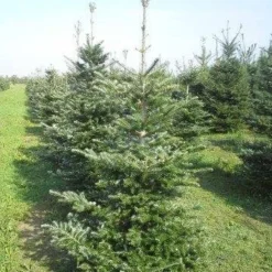 Koreaanse Zilverspar (Abies Koreana) 19 Koreaanse Zilverspar (Abies Koreana) -Aanbiedingen Tuin Verrassing Winkel abies koreana 175 200 1