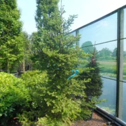 Koreaanse Zilverspar (Abies Koreana) -Aanbiedingen Tuin Verrassing Winkel abies koreana 200 250