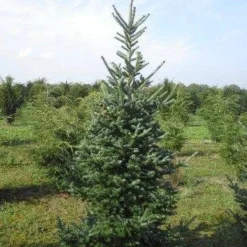 Koreaanse Zilverspar (Abies Koreana) 21 Koreaanse Zilverspar (Abies Koreana) -Aanbiedingen Tuin Verrassing Winkel abies koreana 200 250 1 1