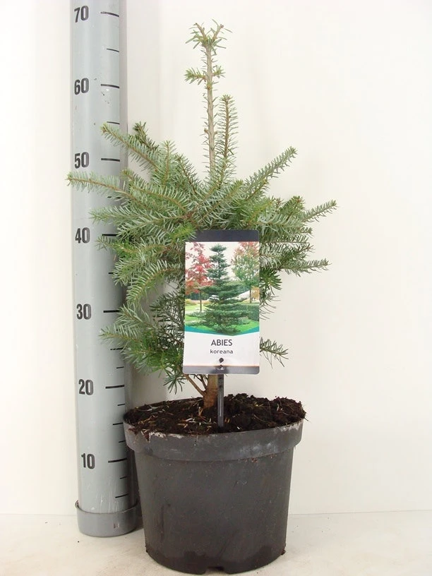 Koreaanse Zilverspar (Abies Koreana) 1 Koreaanse Zilverspar (Abies Koreana)