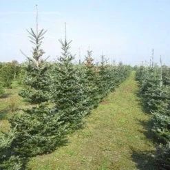 Koreaanse Zilverspar (Abies Koreana) 22 Koreaanse Zilverspar (Abies Koreana) -Aanbiedingen Tuin Verrassing Winkel abies koreana diverse 1