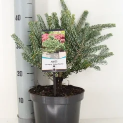 Koreaanse Zilverspar (Abies Koreana 'Silberlocke') -Aanbiedingen Tuin Verrassing Winkel abies koreana silberlocke c3 m 2
