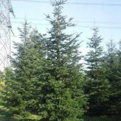 Nordmann-spar (Abies Nordmanniana) -Aanbiedingen Tuin Verrassing Winkel abies nordmaniana 550 1