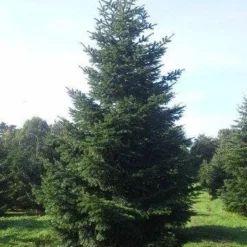 Nordmann-spar (Abies Nordmanniana) -Aanbiedingen Tuin Verrassing Winkel abies nordmaniana 550 1