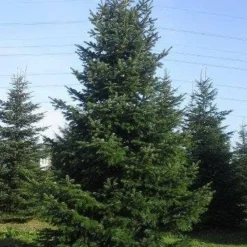 Nordmann-spar (Abies Nordmanniana) -Aanbiedingen Tuin Verrassing Winkel abies nordmaniana 650 1