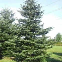 Nordmann-spar (Abies Nordmanniana) -Aanbiedingen Tuin Verrassing Winkel abies nordmaniana 650 1