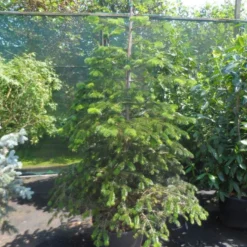 Nordmann-spar (Abies Nordmanniana) -Aanbiedingen Tuin Verrassing Winkel abies nordmanniana 150 175 200 1