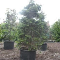 Nordmann-spar (Abies Nordmanniana) -Aanbiedingen Tuin Verrassing Winkel abies nordmanniana 350 400 c750