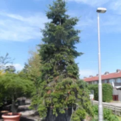 Nordmann-spar (Abies Nordmanniana) -Aanbiedingen Tuin Verrassing Winkel abies nordmanniana 400 500 c1500 1