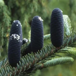 Koreaanse Zilverspar (Abies Koreana) -Aanbiedingen Tuin Verrassing Winkel abkorean 6
