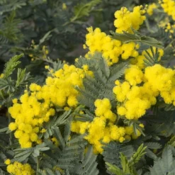 Mimosa (Acacia Dealbata)