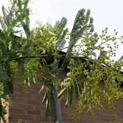 Mimosa (Acacia Dealbata) -Aanbiedingen Tuin Verrassing Winkel acaciadealbata03