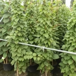 Sierkiwi (Actinidia Kolomikta) -Aanbiedingen Tuin Verrassing Winkel actinidia kolomikta 11